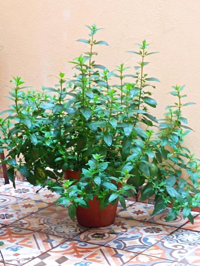 סנטנדר Hostel Allegro מראה חיצוני תמונה